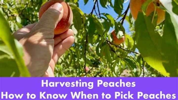 Lug Of Peaches - How To Discuss