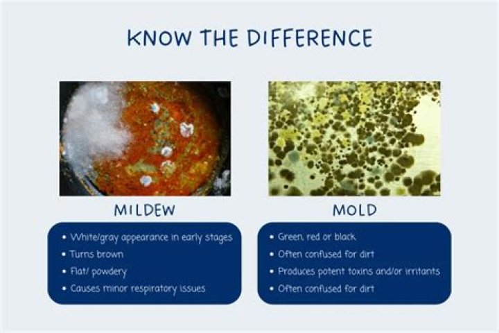 Mildew on walls - How To Discuss