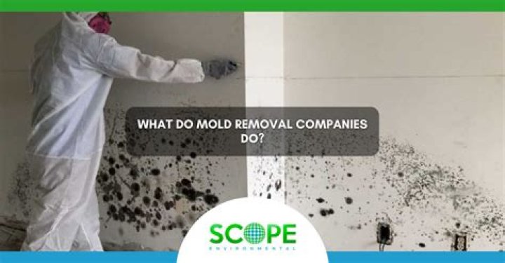 Mold removal companies - How To Discuss
