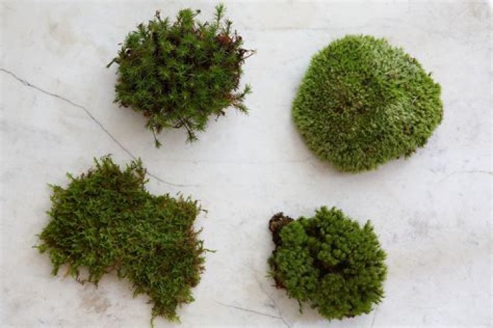 Moss garden - How To Discuss