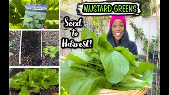 Mustard plant - How To Discuss