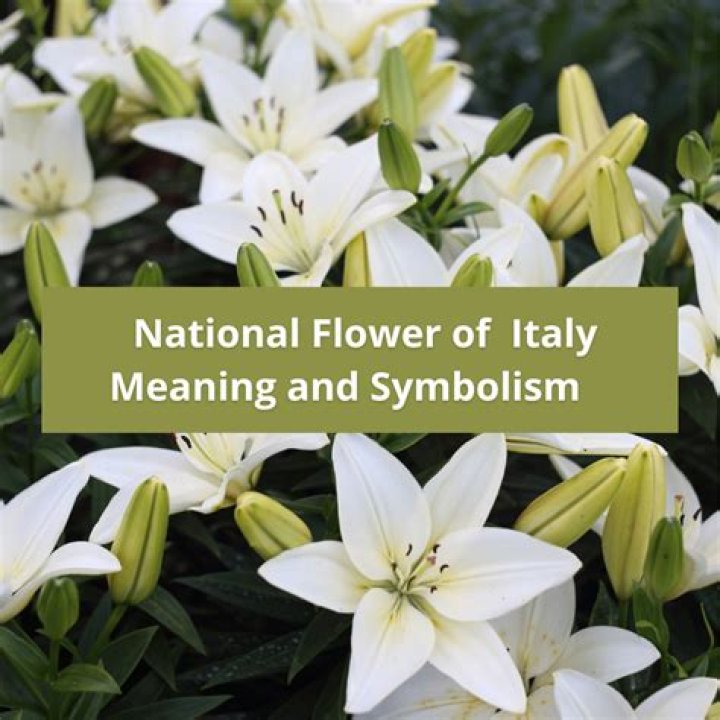 National Flower Of Italy - How To Discuss