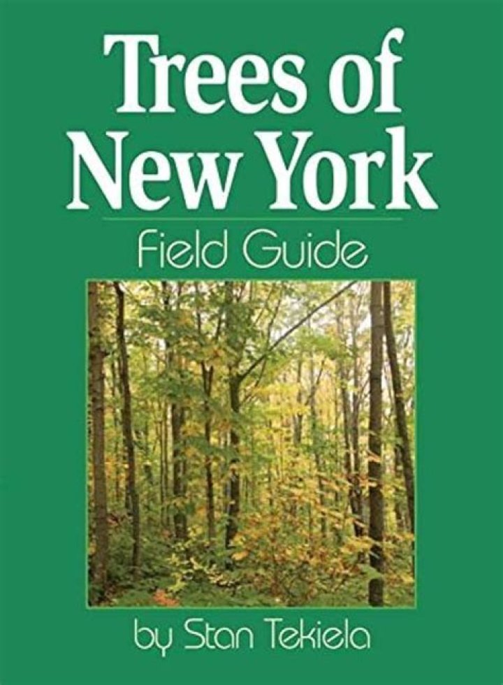 New York State Tree - How To Discuss