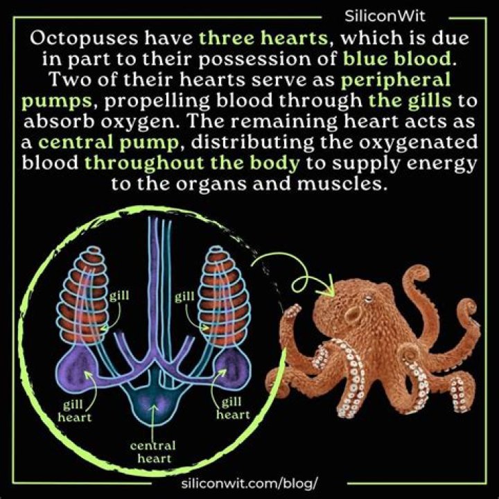 Octopus heart - How To Discuss