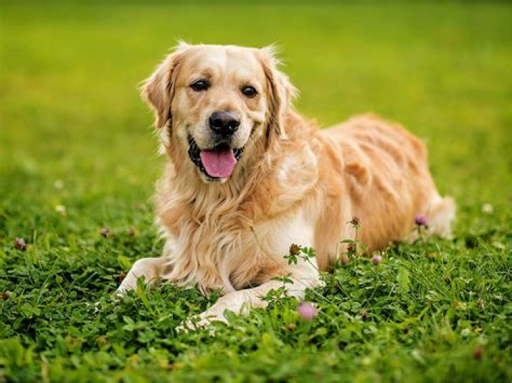Old golden retriever - How To Discuss
