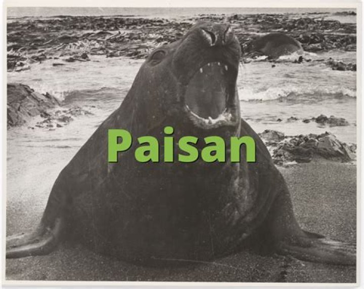 Paisan Meaning - How To Discuss