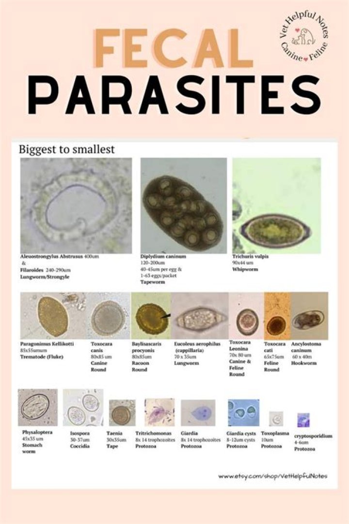 Parasite - How To Discuss