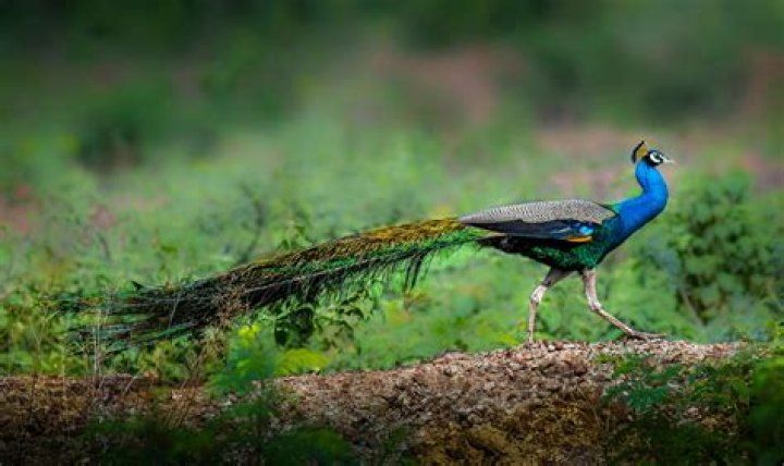 Peacock stock - How To Discuss