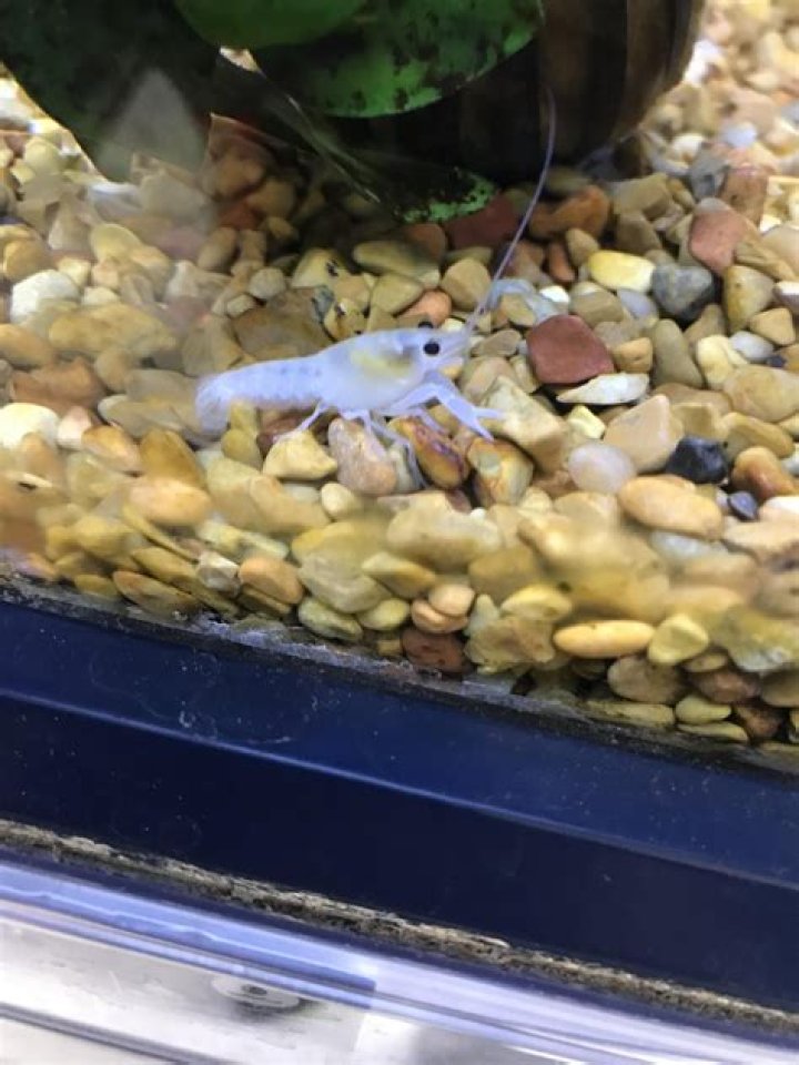 Petco Crayfish - How To Discuss