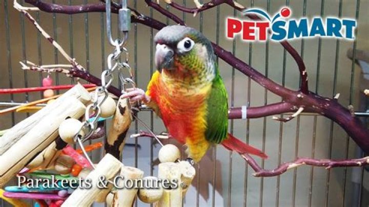 Petsmart Parakeets - How To Discuss