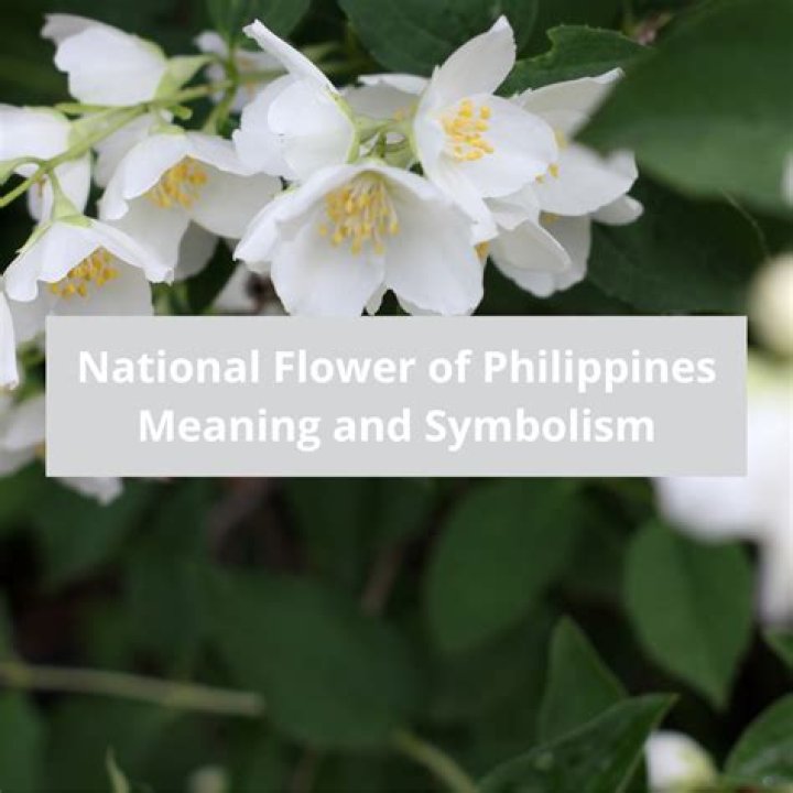 Philippines National Flower - How To Discuss