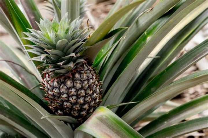 Pineapple Plant - How Do Pineapples Grow