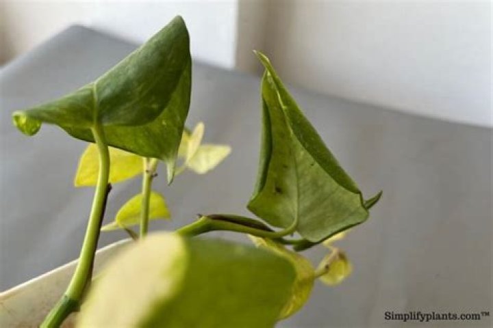 Plant leaves curling - How To Discuss