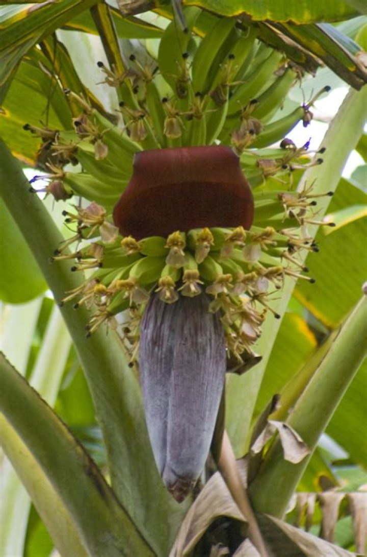 Plantain tree - How To Discuss