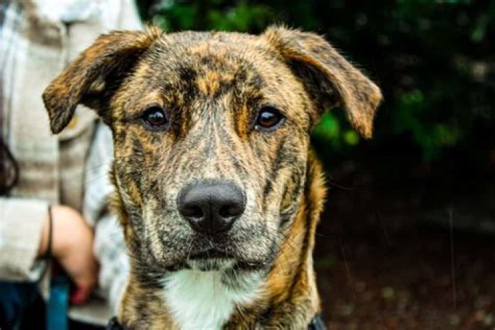 Plott Hound Pitbull Mix - How To Discuss