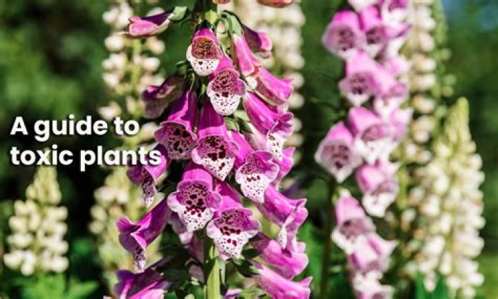 Poisonous flowers - How To Discuss