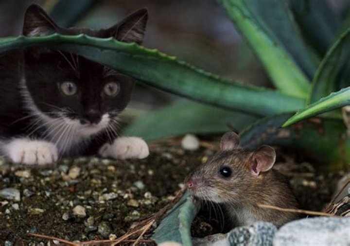 Rato Sobe Parede - How To Discuss