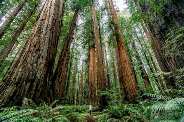 Redwood forest san francisco - How To Discuss