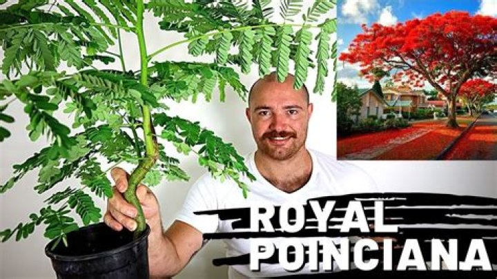 Royal poinciana tree - How To Discuss