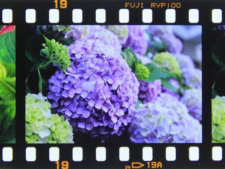 Rvp100 Photo Effect - How To Discuss