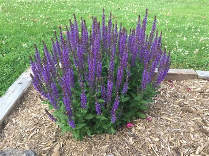 Salvias plants - How To Discuss