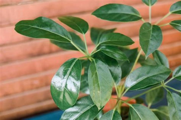 Schefflera actinophylla - How To Discuss