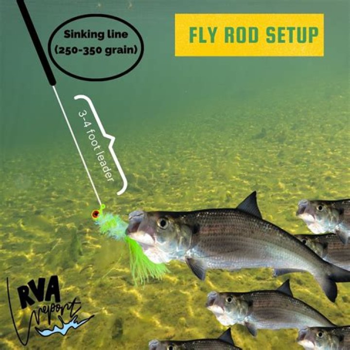 Shad bait - How To Discuss