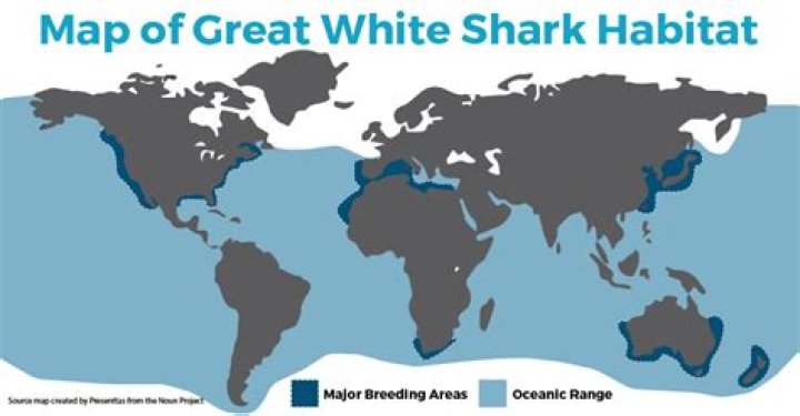 Shark habitat - How To Discuss
