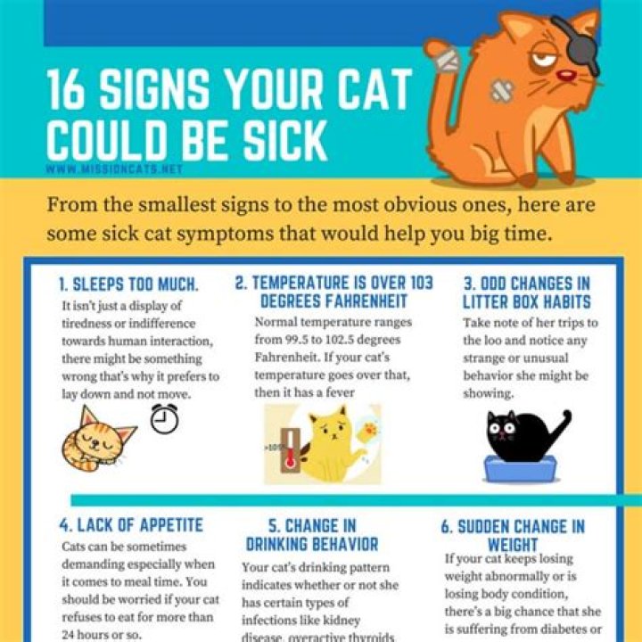 Signs cat is sick - How To Discuss