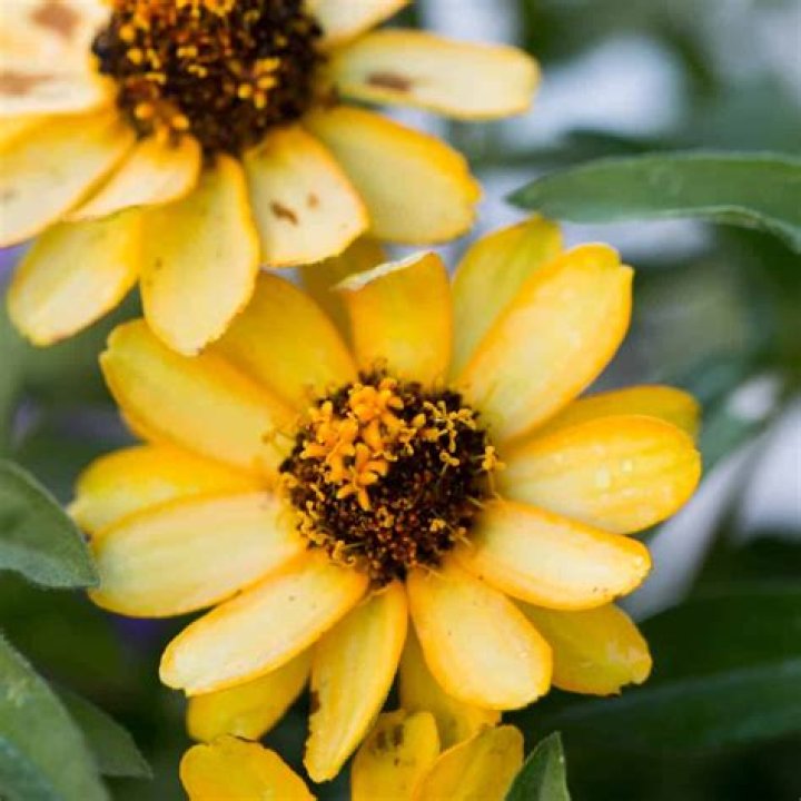 Small flowers - How To Discuss