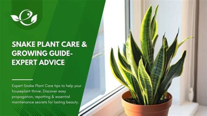 Snake plant care - How To Discuss