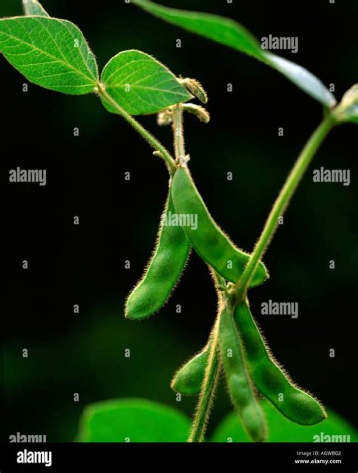 Soy stock - How To Discuss