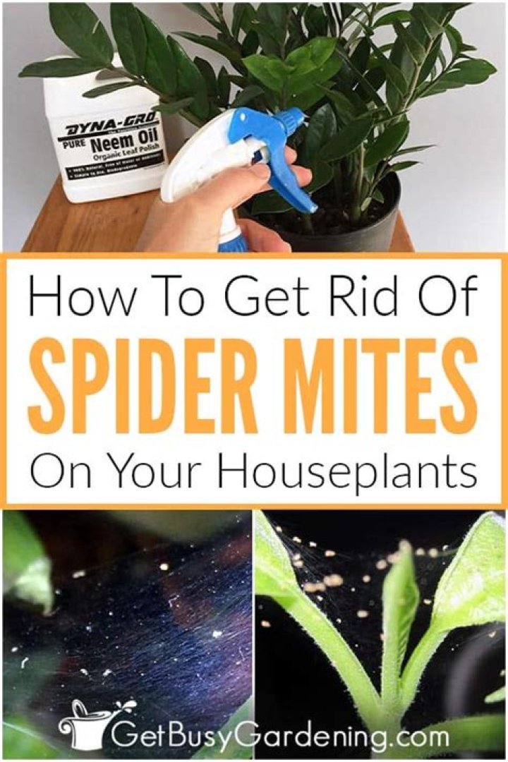 Spider mites on indoor plants