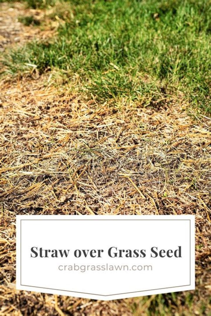 Straw for grass seed - How To Discuss