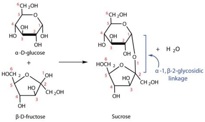 Sucrose - How To Discuss