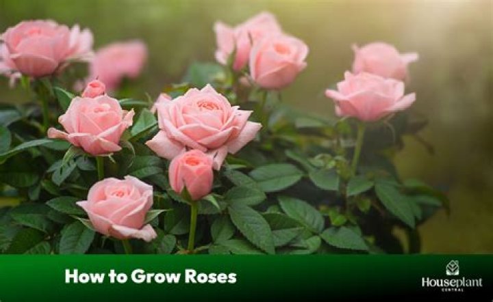 Sun rose - How To Discuss