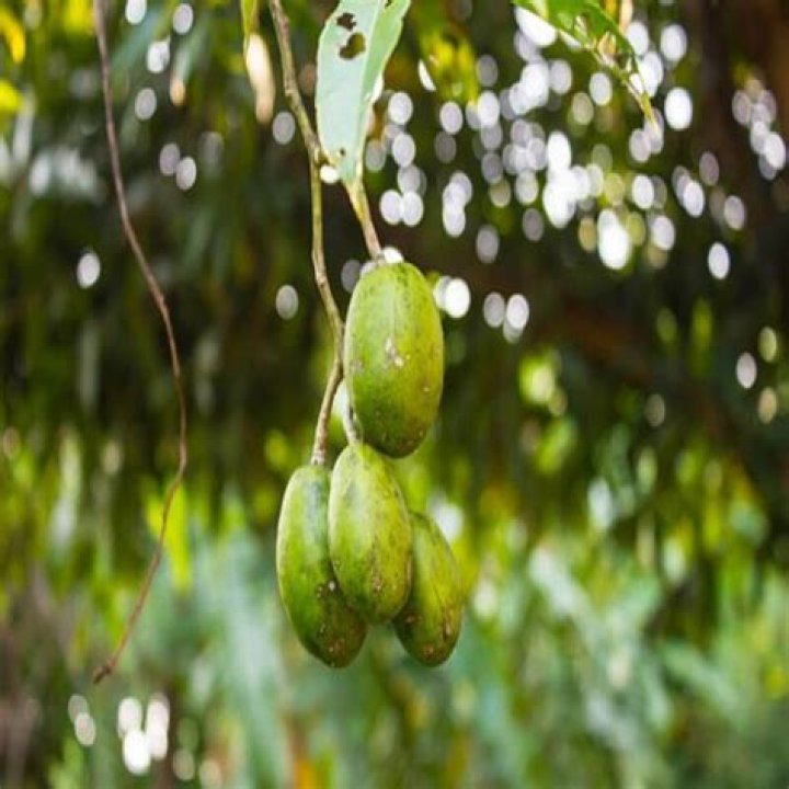 Sweet olive - How To Discuss