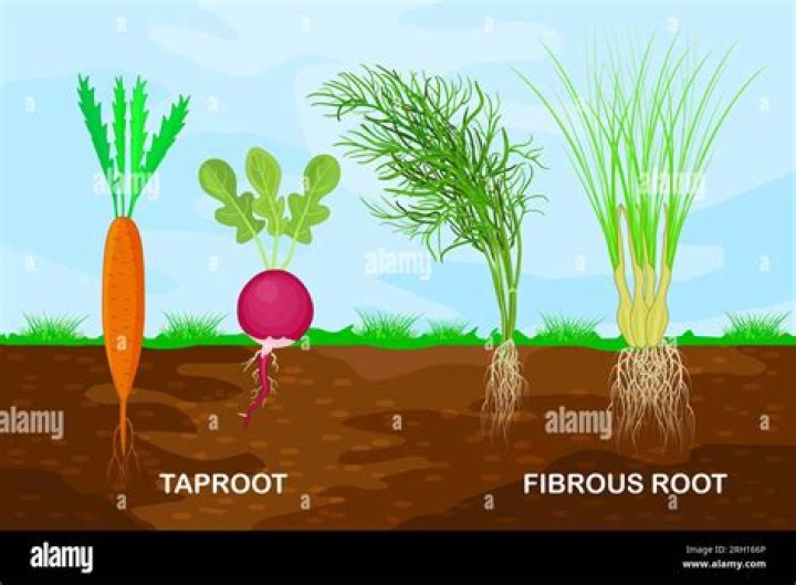 Taproot - How To Discuss