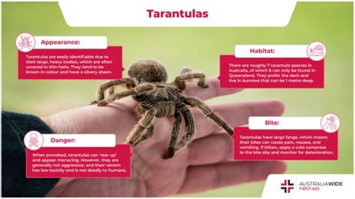 Tarantula spider - How To Discuss
