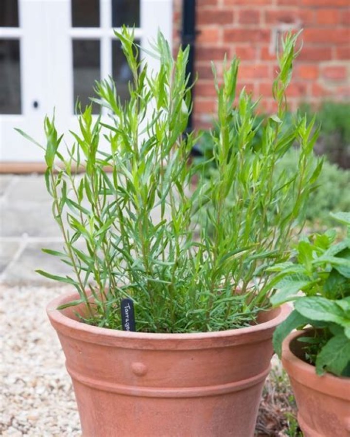 Tarragon Stalks - How To Discuss