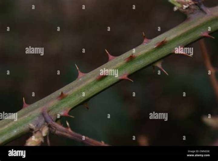 Thorny vines - How To Discuss