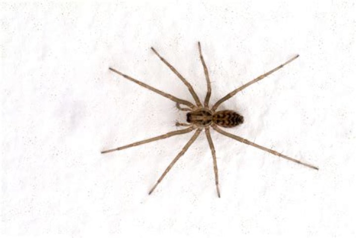 Tiny Spiders In Bed - How To Discuss