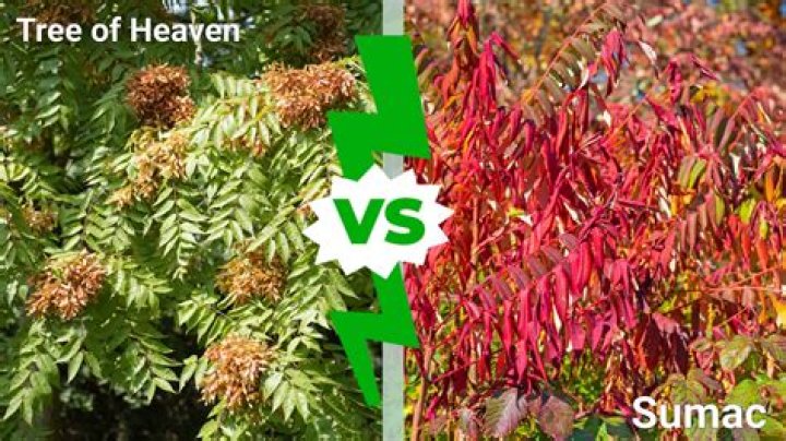 Tree of heaven identification - How To Discuss