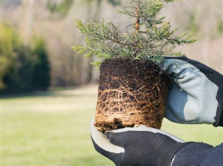 Tree transplanting - How To Discuss