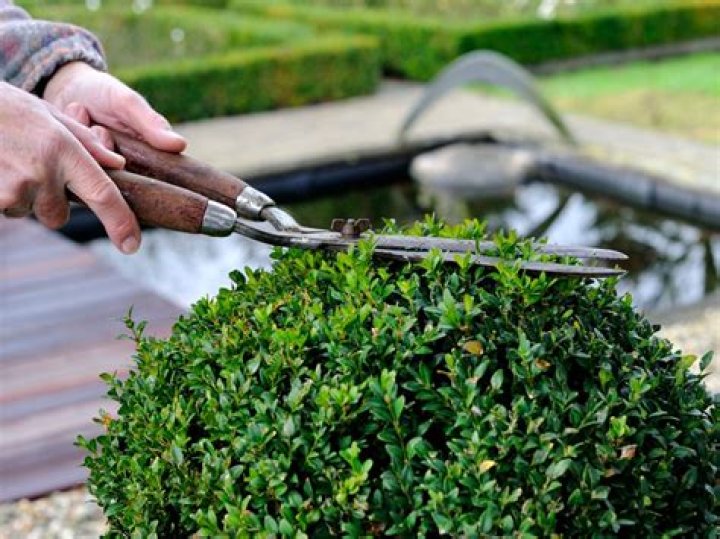 Trimming boxwoods - How To Discuss