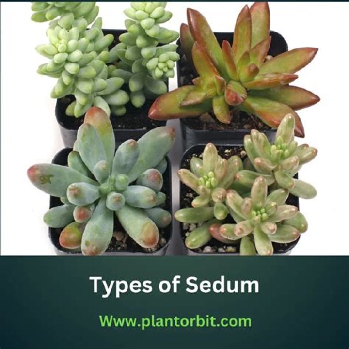 Types of sedum - How To Discuss