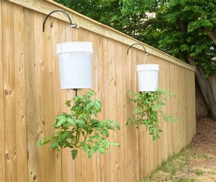 Upside down tomato planter - How To Discuss