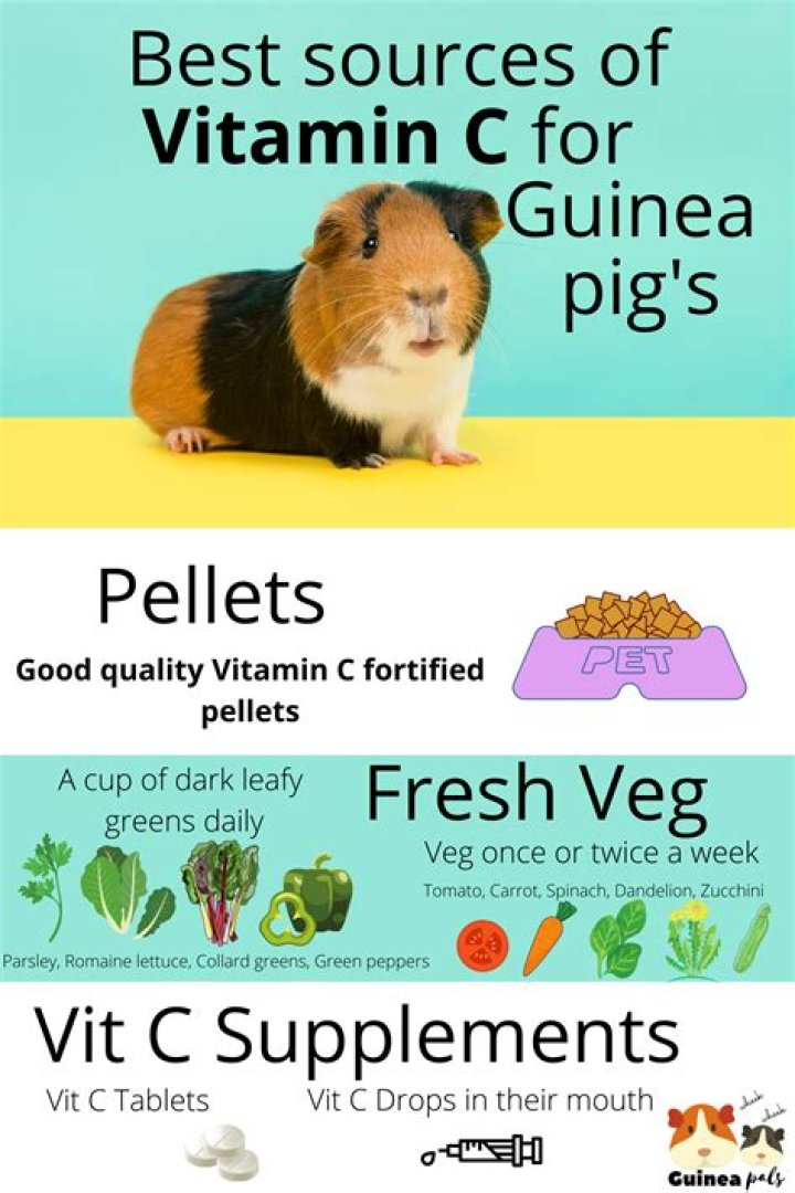 Vitamin c for guinea pigs