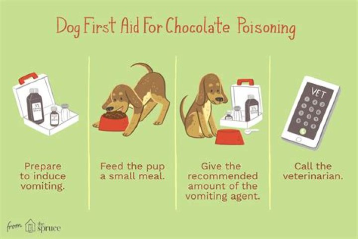 What Animals Can Eat Chocolate