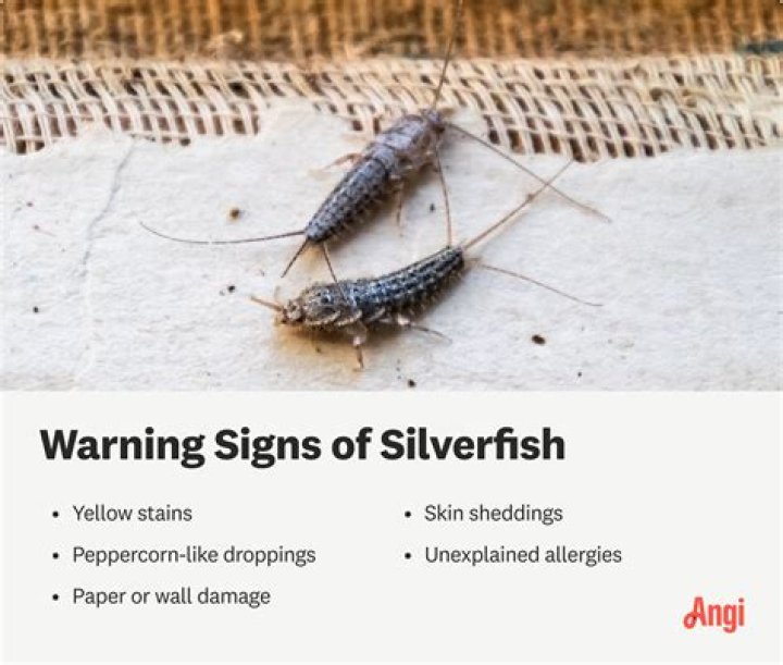 What causes silverfish - How To Discuss